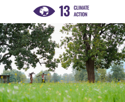 Trees for livelihoods, helping the financial stability of these smallholder families. Coming under the category of SDG 13: Climate Action