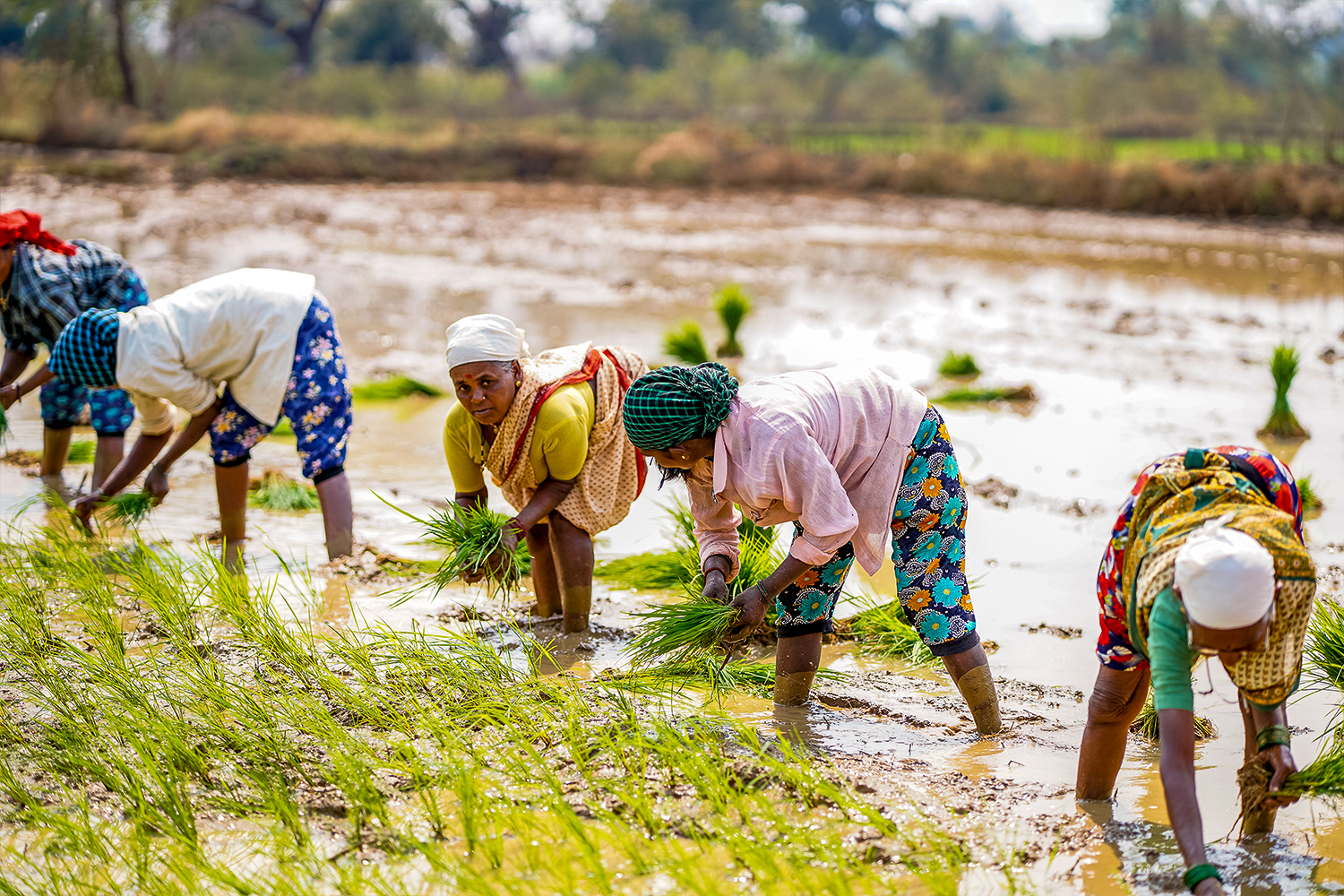 The ‘Dhan’ Solution: AWD in Maharashtra for Sustainable Rice Cultivation