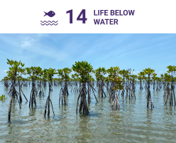 Supporting SDG 14: Life Below Water, this initiative restores critical marine ecosystems, creating habitats for endemic species while promoting sustainable fishing practices to protect fragile ocean ecosystems and support local communities.