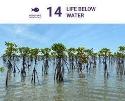 This project focuses on restoring degraded mangrove forests, sustainable fisheries management and reducing pollution helps to protect marine ecosystems from harmful human activities.