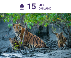 A Royal Bengal tiger and its cubs gaze directly at the camera, blending seamlessly with the dense mangroves. The scene underscores the critical role mangroves play under SDG 15: Life on Land, providing essential cover for hunting and protection against poaching, ensuring the survival of this majestic species and supporting a biodiverse ecosystem home to King Cobras, olive ridley turtles, and estuarine crocodiles