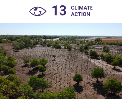 Highlighting SDG 13: Climate Action, thousands of indigenous community members drive large-scale mangrove reforestation, projected to remove nearly 20 million tCO2 from the atmosphere, showcasing scalable community-powered climate action.