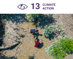 Two local community members search for crabs in the muddy waters of the mangroves, showcasing their reliance on these ecosystems for sustenance. This activity highlights the dual role of mangroves under SDG 13: Climate Action, providing both carbon removal and critical coastal adaptation for one of the world's most climate-vulnerable regions.