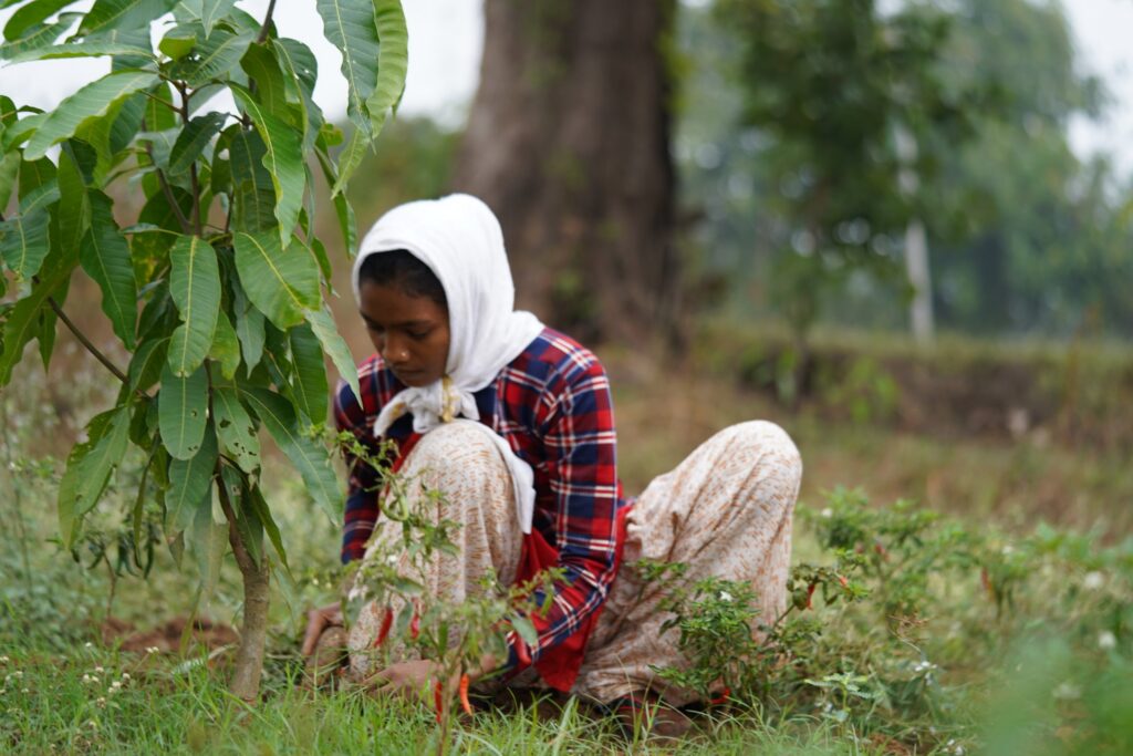 A farmer tending a young mango tree among chilli plants on an agroforestry plot